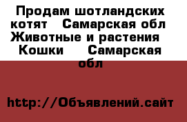 Продам шотландских котят - Самарская обл. Животные и растения » Кошки   . Самарская обл.